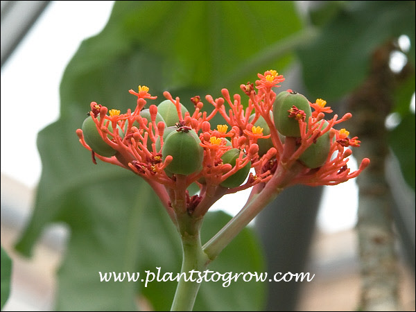 Buddha Belly Plant (Jatropha podgrica) | Plants To Grow Plants Database by  Paul S. Drobot