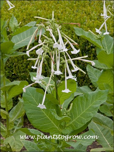 only the lonely tobacco plant Nicotiana Only The Lonely