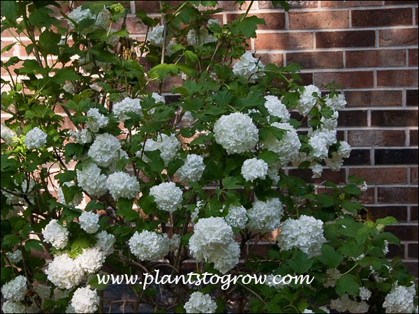 Red Snowball Snowball Viburnum (Viburnum opulus roseum) | Plants To Grow Plants ...