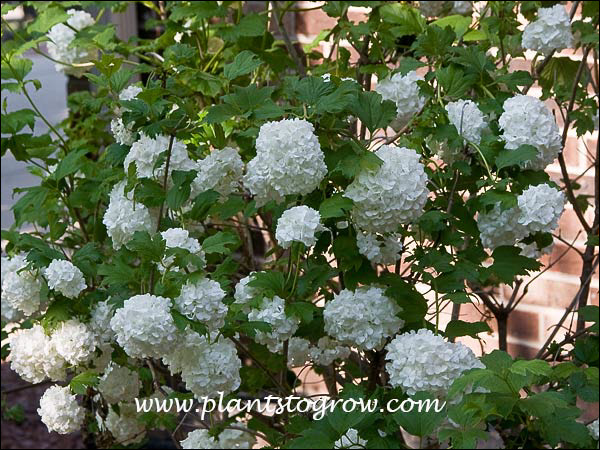Red Snowball Snowball Viburnum (Viburnum opulus roseum) | Plants To Grow Plants ...