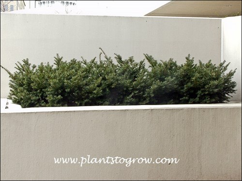 Yew planted in a raised bed.