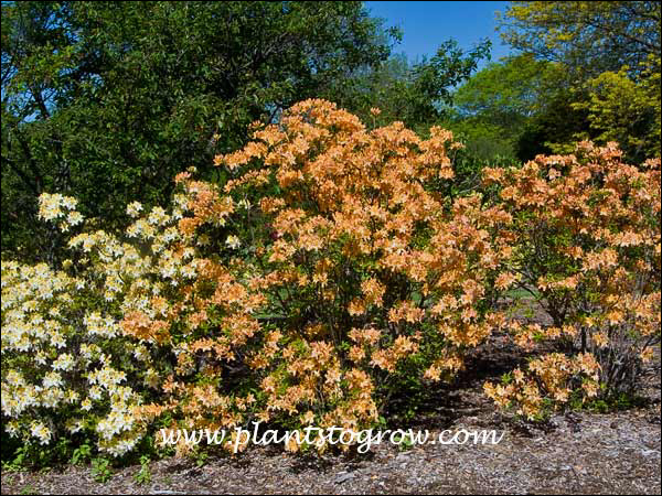 rhododendron impeditum arctic blue Rhododendron impeditum 'Arctic Blue'