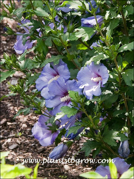 Blue Satin Hibiscus (Hibiscus syriacus) | Plants To Grow Plants ...