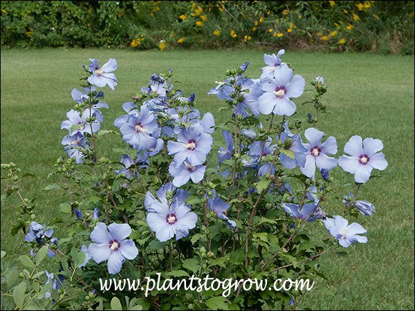 Blue Satin Hibiscus (Hibiscus syriacus) | Plants To Grow Plants Database by  Paul S. Drobot