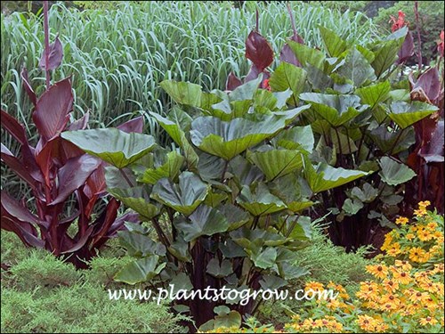 plant fiddle leaf fig Fiddle Leaf Fig Potted Houseplant