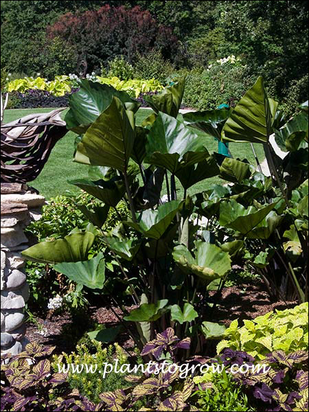8-10 | Plants To Grow Plants Database by Paul S. Drobot