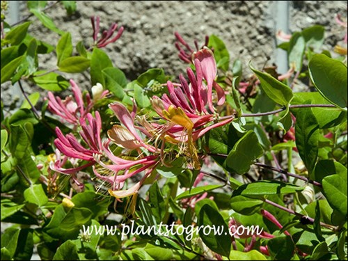 5-9 | Plants To Grow Plants Database by Paul S. Drobot