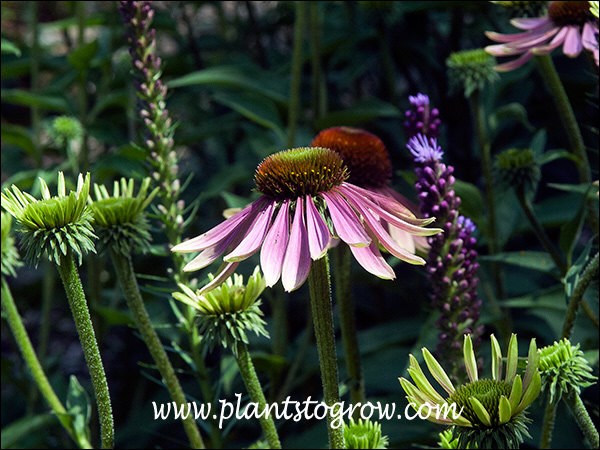 4)5-8 | Plants To Grow Plants Database by Paul S. Drobot