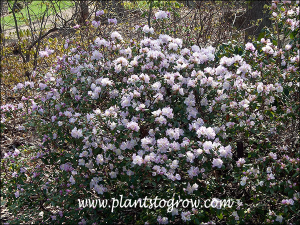 4)5 | Plants To Grow Plants Database by Paul S. Drobot