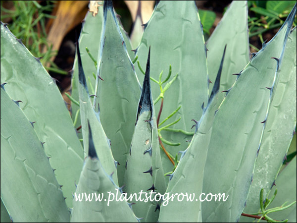 Nevada Agave (Agave utahensis var nevadensis) | Plants To Grow Plants  Database by Paul S. Drobot
