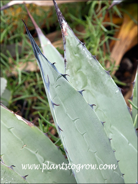 Nevada Agave (Agave utahensis var nevadensis) | Plants To Grow Plants  Database by Paul S. Drobot