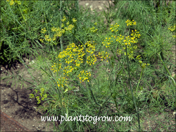 Semi Biologici Di Aneto (Anethum Graveolens) – Magic Garden Seeds, Varietà Annuale - Foto 1