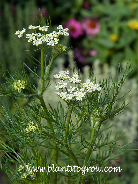 Caraway (Carum carvi) | Plants To Grow Plants Database by Paul S. Drobot