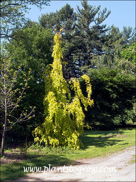 5 | Plants To Grow Plants Database by Paul S. Drobot