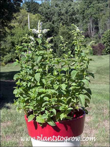 In the fall when I knocked this plant out of the pot, the inside was solidly wrapped with roots. I cut off a good portion, transplanted into a 2 gallon nursery pot and set in the gardne
