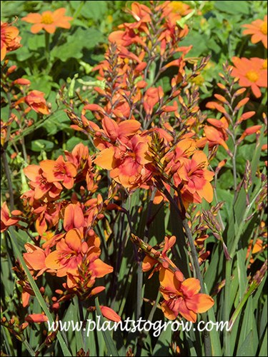 extremely bright colored flowers
