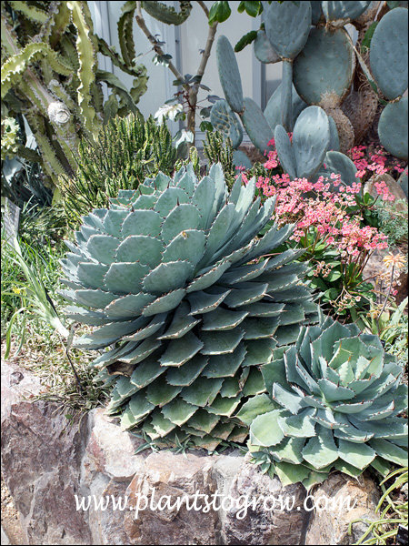 Artichoke Agave (Agave parryi var truncata) | Plants To Grow Plants  Database by Paul S. Drobot