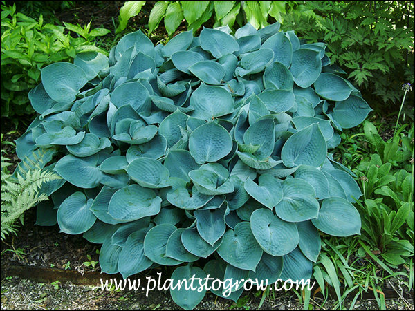 Hosta Hapsen Blue | Plants To Grow Plants Database by Paul S. Drobot