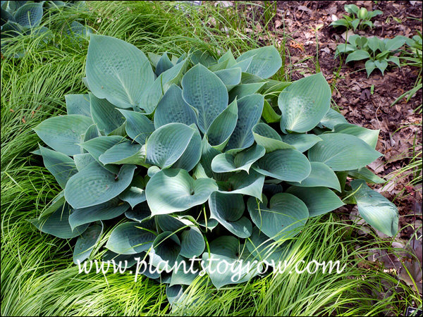 Hosta Hapsen Blue | Plants To Grow Plants Database by Paul S. Drobot