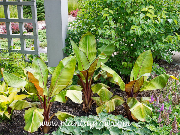 9-11 | Plants To Grow Plants Database by Paul S. Drobot