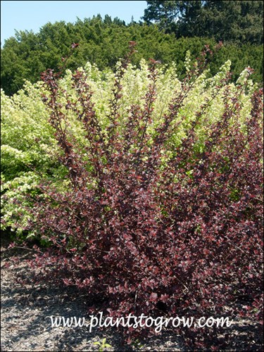 pyracantha plants Pyracantha Gnome Firethorn (5 Gallon) - Compact Orange Berry Shrub