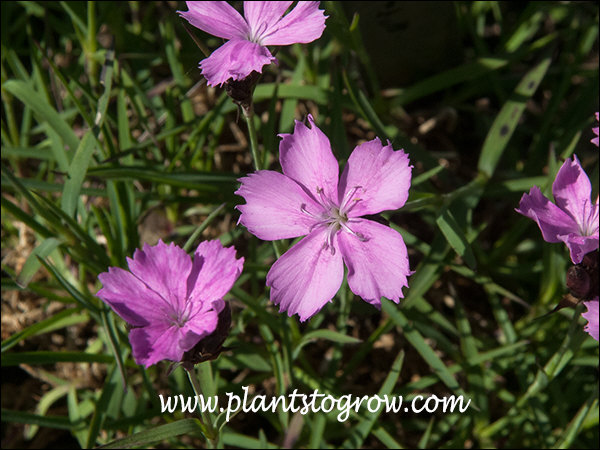 Dianthus Rescue Rovers 5 | Plants To Grow Plants Database by Paul S. Drobot