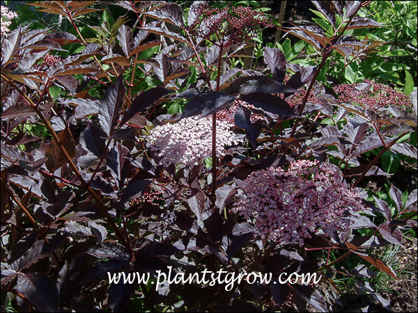 3)4-7(8) | Plants To Grow Plants Database by Paul S. Drobot