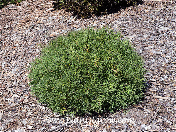 Mr Bowling Ball Arborvitae (Thuja occidentalis) | Plants To Grow Plants  Database by Paul S. Drobot