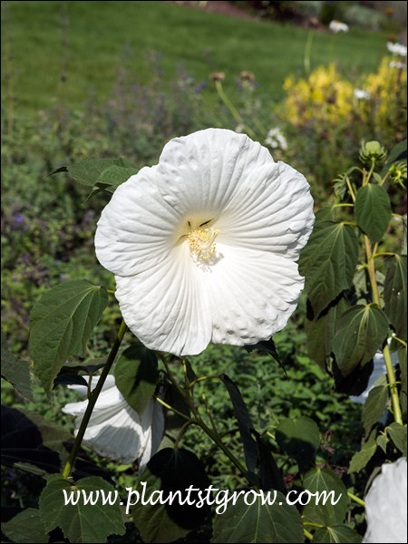 Blue River Hardy Hibiscus (Hibiscus x moscheutos) | Plants To Grow ...