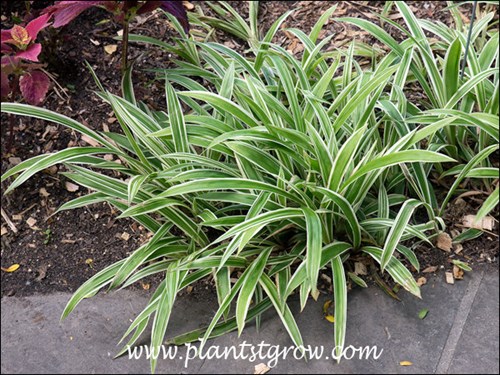 Variegated Broadleaf Sedge(Carex siderosticha variegata) | Plants To Grow  Plants Database by Paul S. Drobot
