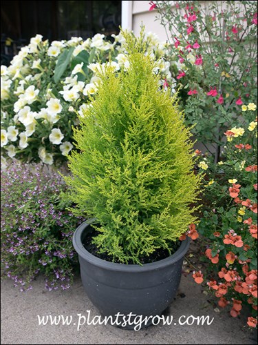 5,6)7-9 | Plants To Grow Plants Database by Paul S. Drobot