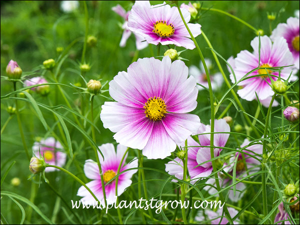 Cosmos Flower Pronunciation