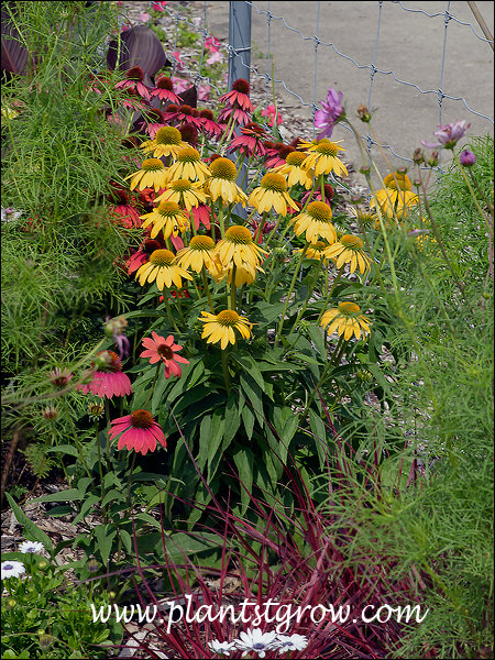 ceramic planting pot Pollinator Garden Planter, Ceramic Frog