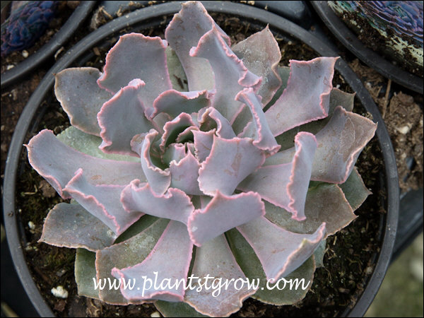 chick charms succulents Chick Charms Giants Gold Mine Hens & Chicks