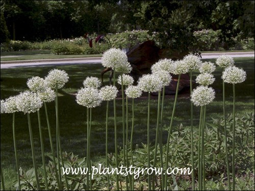 Mount Everest Allium (Allium stipitatum) | Plants To Grow Plants Database  by Paul S. Drobot