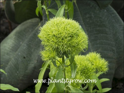Plants To Grow Plants Database by Paul S. Drobot