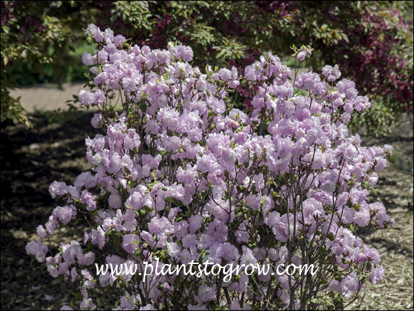rhododendron pralle sonne Zwerg Alpenrose Baden-Baden