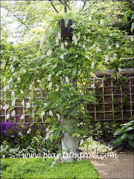 Clara Mack Wisteria (Wisteria frutescens var. macrostachya) | Plants To  Grow Plants Database by Paul S. Drobot