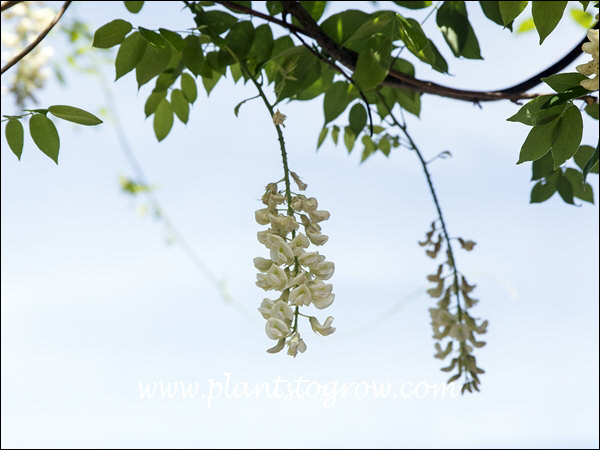 wisteria sinensis prematura Buy Wisteria floribunda 'Anwen' Lavender Japanese Wisteria — Mr Maple │ Buy  Japanese Maple Trees