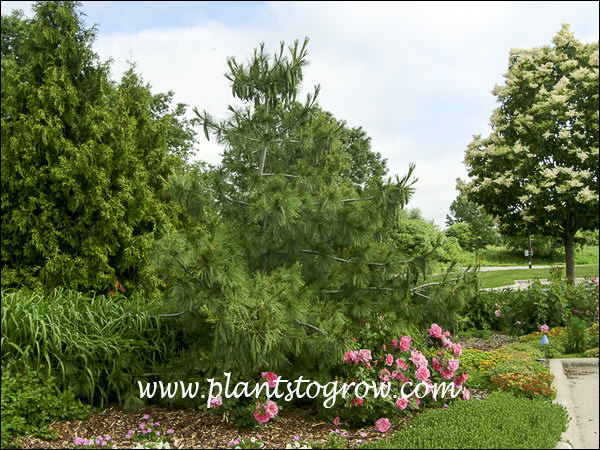 5-7 | Plants To Grow Plants Database by Paul S. Drobot