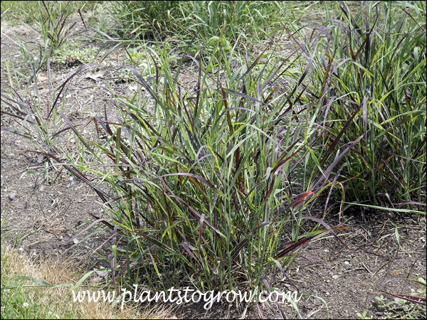 4-9 | Plants To Grow Plants Database by Paul S. Drobot