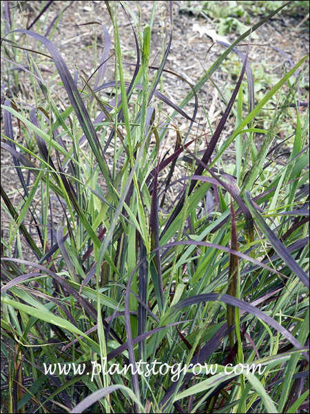4-9 | Plants To Grow Plants Database by Paul S. Drobot
