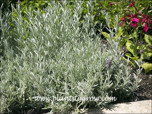 6-9 | Plants To Grow Plants Database by Paul S. Drobot
