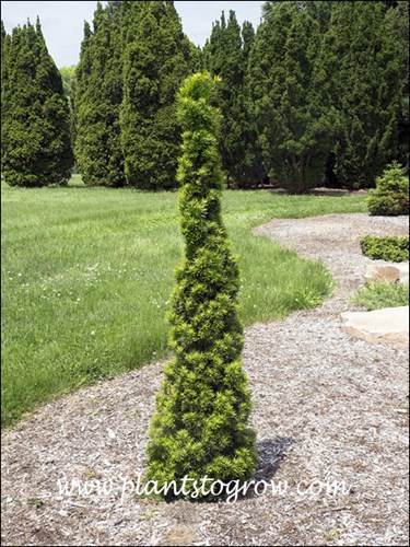 4-8 | Plants To Grow Plants Database by Paul S. Drobot