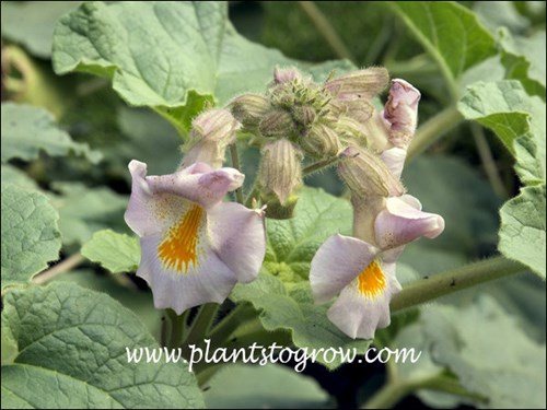 20 medicinal plants and their uses Medicinal Herb and Flower Set main image 0