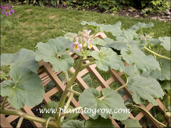 Plants To Grow Plants Database by Paul S. Drobot