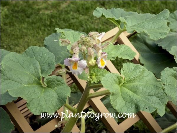 Plants To Grow Plants Database by Paul S. Drobot
