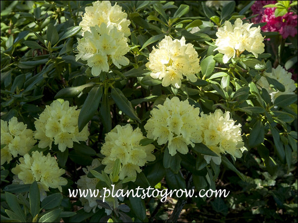 Capristano Rhododendron 5 | Plants To Grow Plants Database by Paul S. Drobot