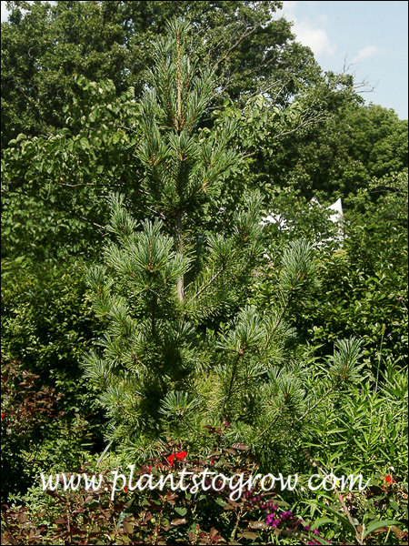 Pinus Venus 4-7 | Plants To Grow Plants Database by Paul S. Drobot