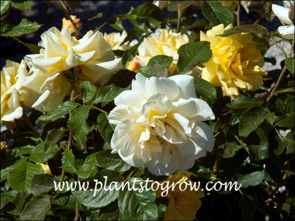 Lemon Roses Images (5)6-9 | Plants To Grow Plants Database by Paul S. Drobot